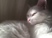 Якого кольору кішки можуть залучити удачу