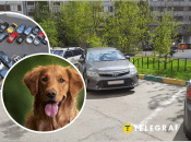 У Херсоні пес спить на припаркованих авто