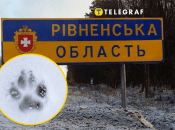 На Рівненщині помітили дикого вовка