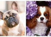 Бульдоги и некоторые види спаниелей оказались "вне закона"