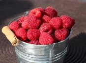 Чем удобрить малину в сентябре