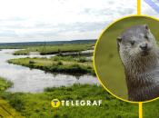 Видра речная, иллюстративная фото