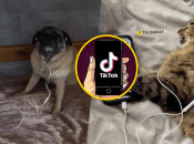 Коллаж "Телеграф"