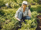 Урожайность картофеля можно повысить простым способом