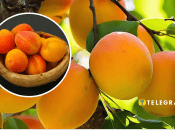 Коли краще купувати абрикоси