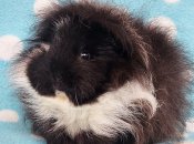 Морская свинка швейцарской породы