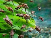 Комарі дуже надокучають у теплу погоду  (зображення створено за допомогою ШІ)