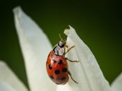 Назва цієї комашки не залишить вас байдужими