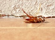 Як позбутися тарганів і мух у домашніх умовах