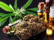 Препарати з вмістом коноплі просто необхідні під час війни