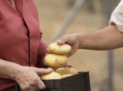 Вдалі дні для посадки картоплі у травні стануть запорукою гарного врожаю