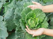 Семена капусты взойдут