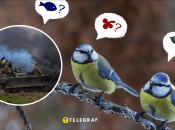 Птицы во время войны