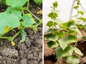 Виростити щедрий урожай огірків можна навіть за умов перепаду температур