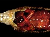 Стародавня мумія