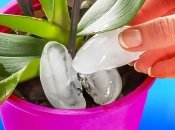 Чому орхідеї потрібно поливати кубиками льоду — відповідь