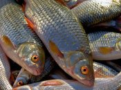 Браконьеров с крупным уловом задержали в Запорожской области