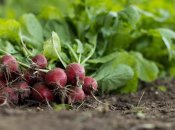 Насолоджуватиметеся овочами до самої зими