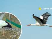 Аисты Грицько и Одарка