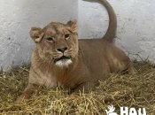 Левиця Юна одужує