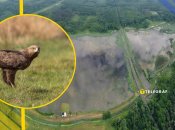 Підорлик малий