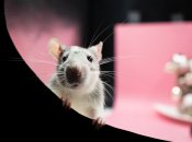 "Непонятно как передается": в Испании крупнейшая вспышка нового вида гепатита, чем он опасен