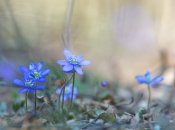 Вже з’явилися перші весняні квіти