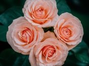 Троянди варто обрізати для пишного цвітіння  (зображення створено за допомогою ШІ)