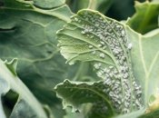 Білокрилка дуже схожа на попелицю