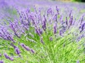 Лаванда