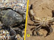 Краб-водолюб