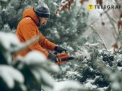 Перед тем, как приступать к обрезке деревьев, следует учитывать некоторые факторы (изображение создано с помощью ИИ)