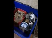 Выжило всего 26 котят из 62: в Одессе разоблачили коробочников-живодеров (видео)