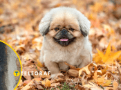 Какой будет погода в октябре 2024