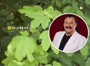 Степан Гига впервые исполнил "Яворину" в 1995 году