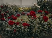 Лайфхак, як сприяти розвитку та цвітінню троянд