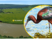 Каравайка на реке Днестр