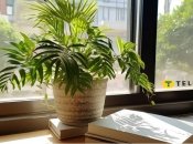 Ваш вазон комфортно почуватиметься й у тіні