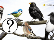 Птахи України