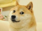 Сиба-ину, который стал известен в сети, как "Доге"