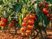 Натуральне добриво для томатів