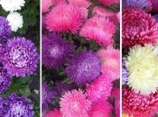 Узнайте, как правильно сеять астры на рассаду