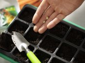 Проводити дезінфекцію ґрунту для розсади необхідно