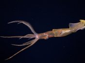 Живет в морской бездне: ученые второй раз в истории сняли таинственного обитателя океанов (видео)