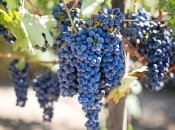 Як допомогти перезимувати винограду