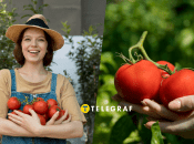 Догляд за помідорами влітку