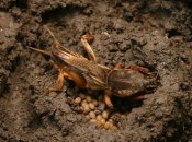 Медведка може знищити весь врожай