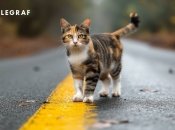 Кошки – это не только милые, но и мистические животные (изображение создано с помощью ИИ)