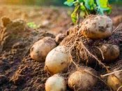 Картошку выкапываю когда стебель отмирает