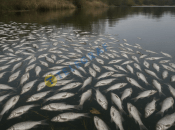 Мор рыбы, глазами ШИ